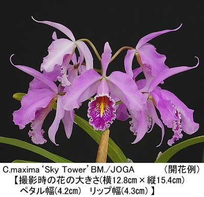C.maxima&lsquo;Sky Tower&rsquo;BM./JOGA 2024（スカイ タワー）