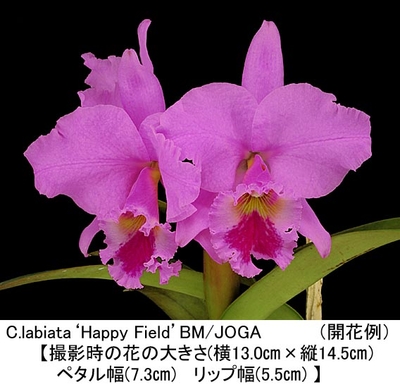 C.labiata&lsquo;Happy Field&rsquo;BM/JOGA（ラビアタ&lsquo;ハッピ－ フィ－ルド&rsquo;）