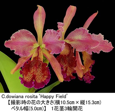 C.dowiana rosita(&lsquo;Happy Field&rsquo;&times;self）（ドウイアナ ロジ－タ）