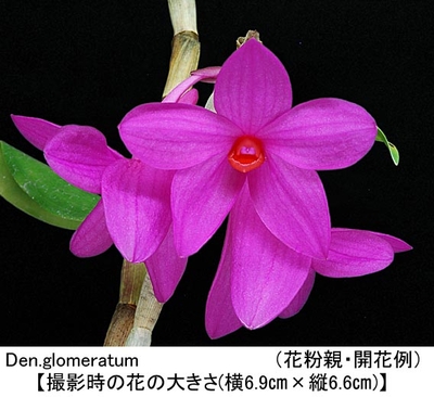 Den.glomeratum（グロメラタム）
