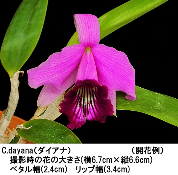 C.bicalhoi（ビカルホイ）【＝dayana（ダイアナ）】 | 洋らん専門くろ