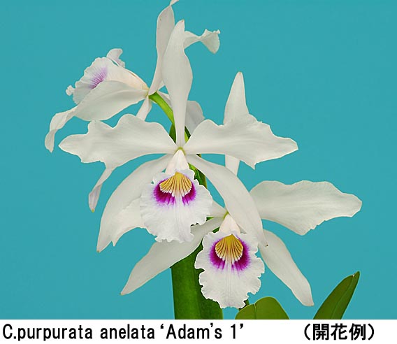 c-purpurata-anelata-adams-1-