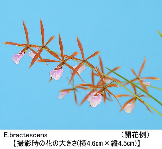 E.bractescens（エンシクリア ブラクテッセンス） | 洋らん専門くろ