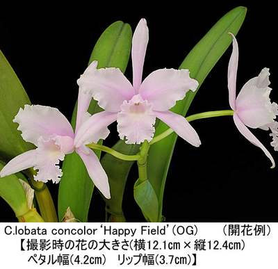 C.lobata concolor&lsquo;Happy Field&rsquo;(OG)（ロバータ コンカラー&lsquo;ハッピー フィールド&rsquo;）（分け株）