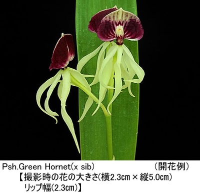 Psh.Green Hornet(x sib)（プロステケア グリーン ホーネット）（実生）