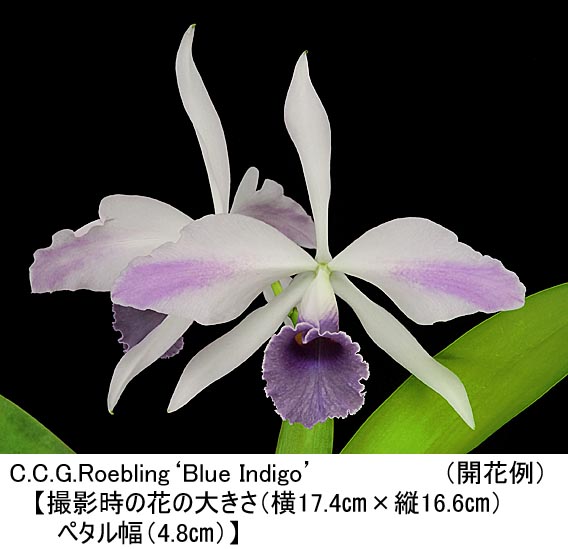 インポートロッサイタリア製お花ジャケット　レリアンコルディア自由区好み インポートロッサイタリア製お花ジャケット レリアンコルディア