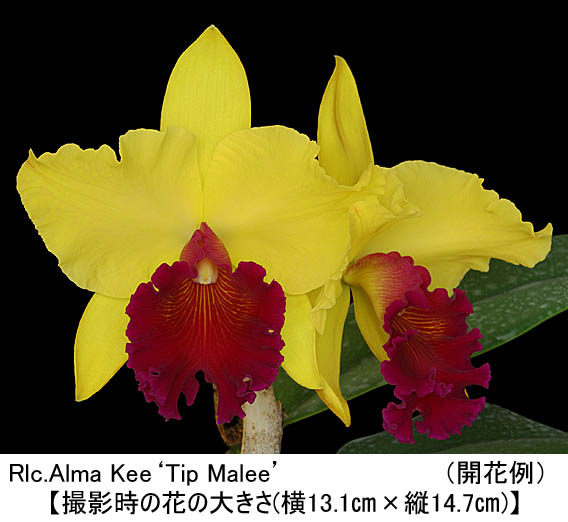Rlc.Alma Kee'Tip Malee'（リンコレリオカトレア アルマ キー