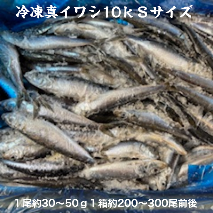 冷凍イワシ10k（送料無料） 各サイズ業務用 | 三上商店
