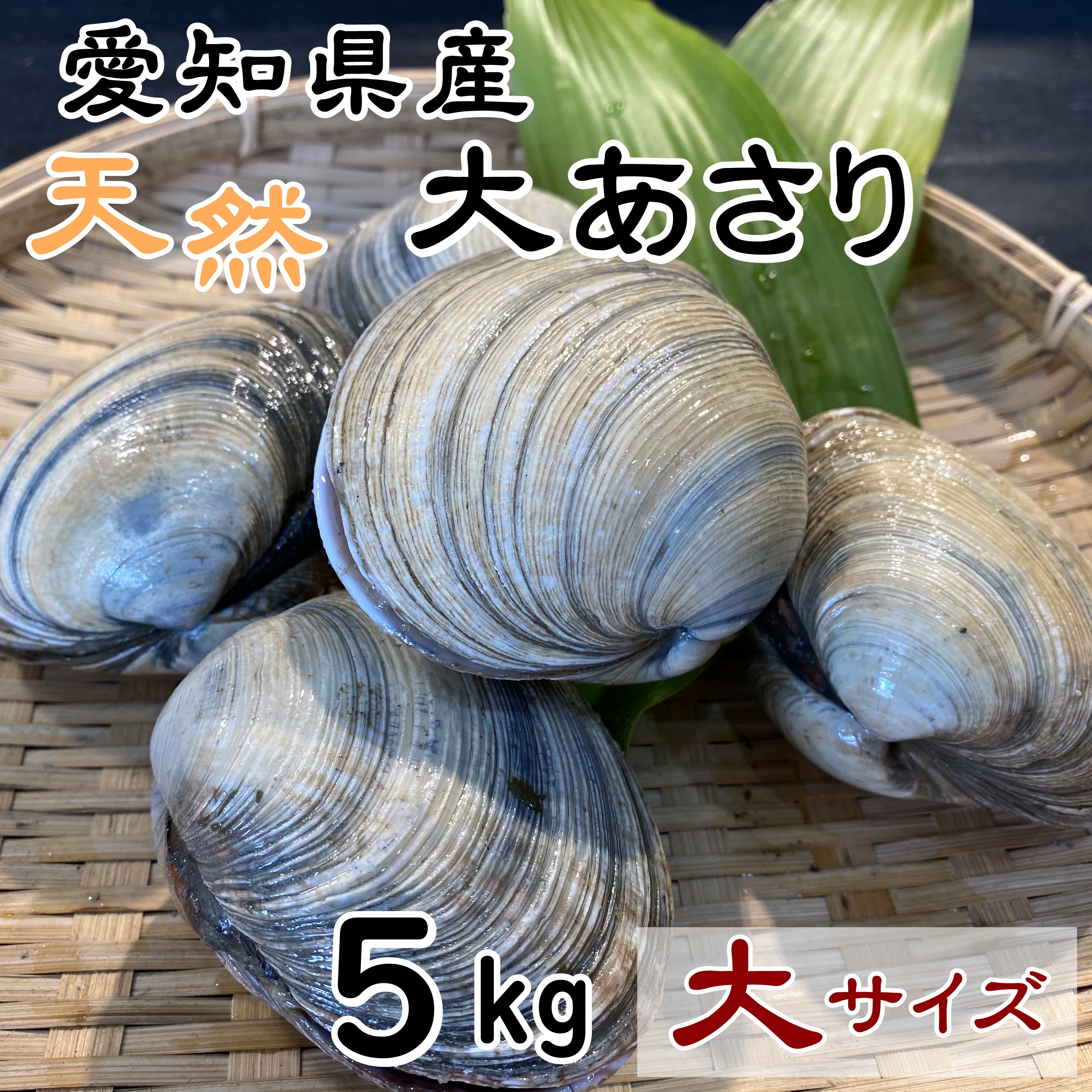 8○静岡県 浜名湖産 活あさり(大)5kg○鮮度抜群！同梱無制限