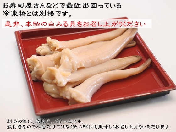 愛知県三河湾産 天然活き白みる貝 大サイズ １ｋｇ 岬だより