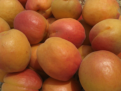 CocoRo♡farm 新鮮な杏（ハーコット）5kg（2kg〜承ります） CocoRo♡farm 新鮮な杏（ハーコット）5kg（2kg〜承ります