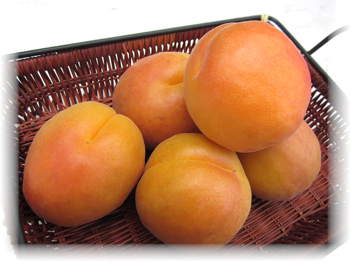 ★mm　信州産　あんず　ハーコット　3kg あんず ハーコット 秀品 3Kg | 高丘フルーツ web