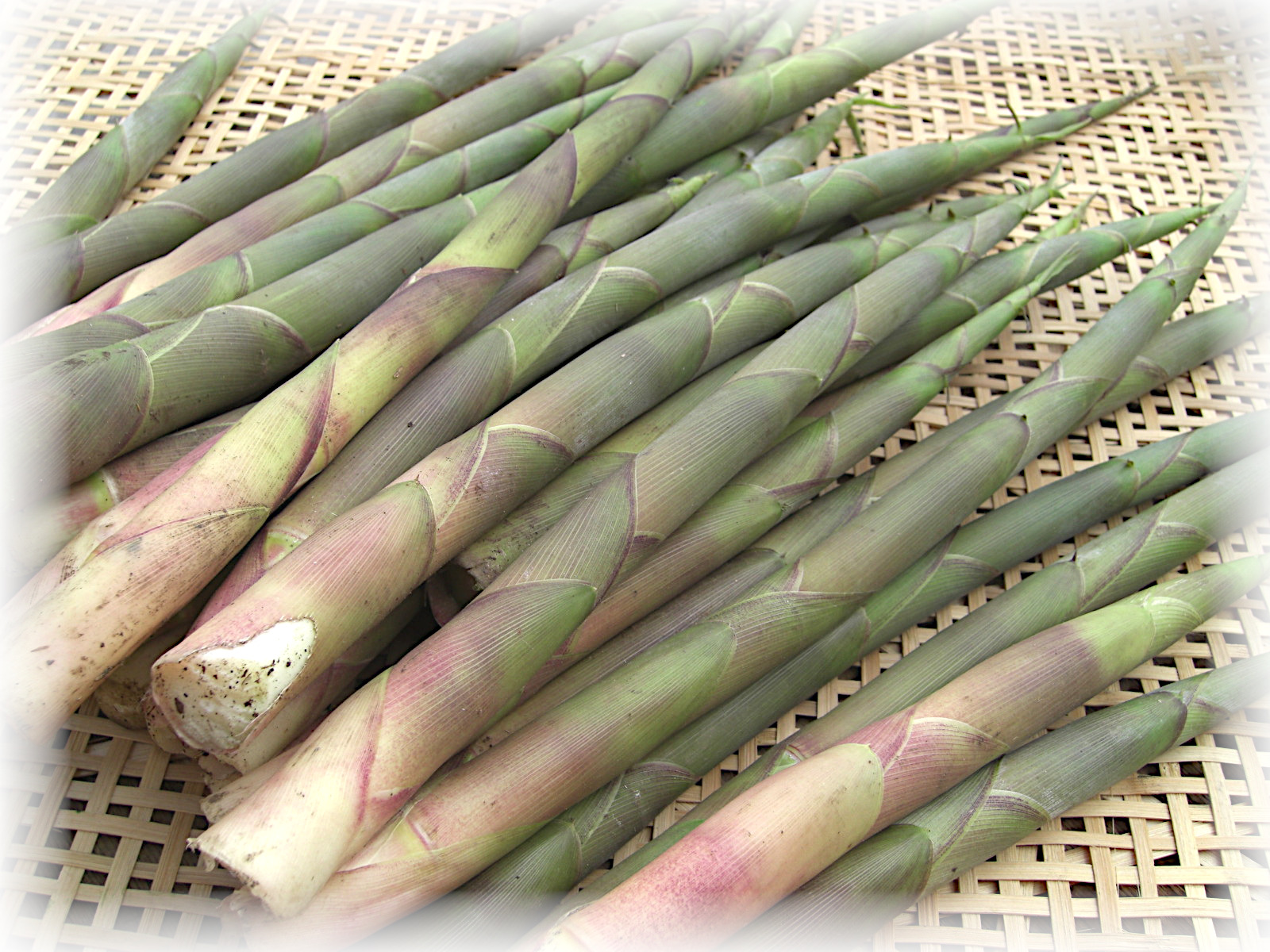 根曲がり竹 １kg 高丘フルーツ ｗｅｂ