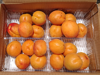 CocoRo♡farm 新鮮な杏（ハーコット）5kg（2kg〜承ります） imgrc0088776026.jpg