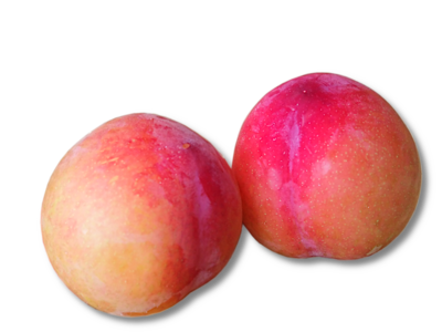 【長野県北信州産】大石早生プラム.すもも　秀品Lサイズ 5kg プラム 大石早生 秀品 5Kg | 高丘フルーツ web