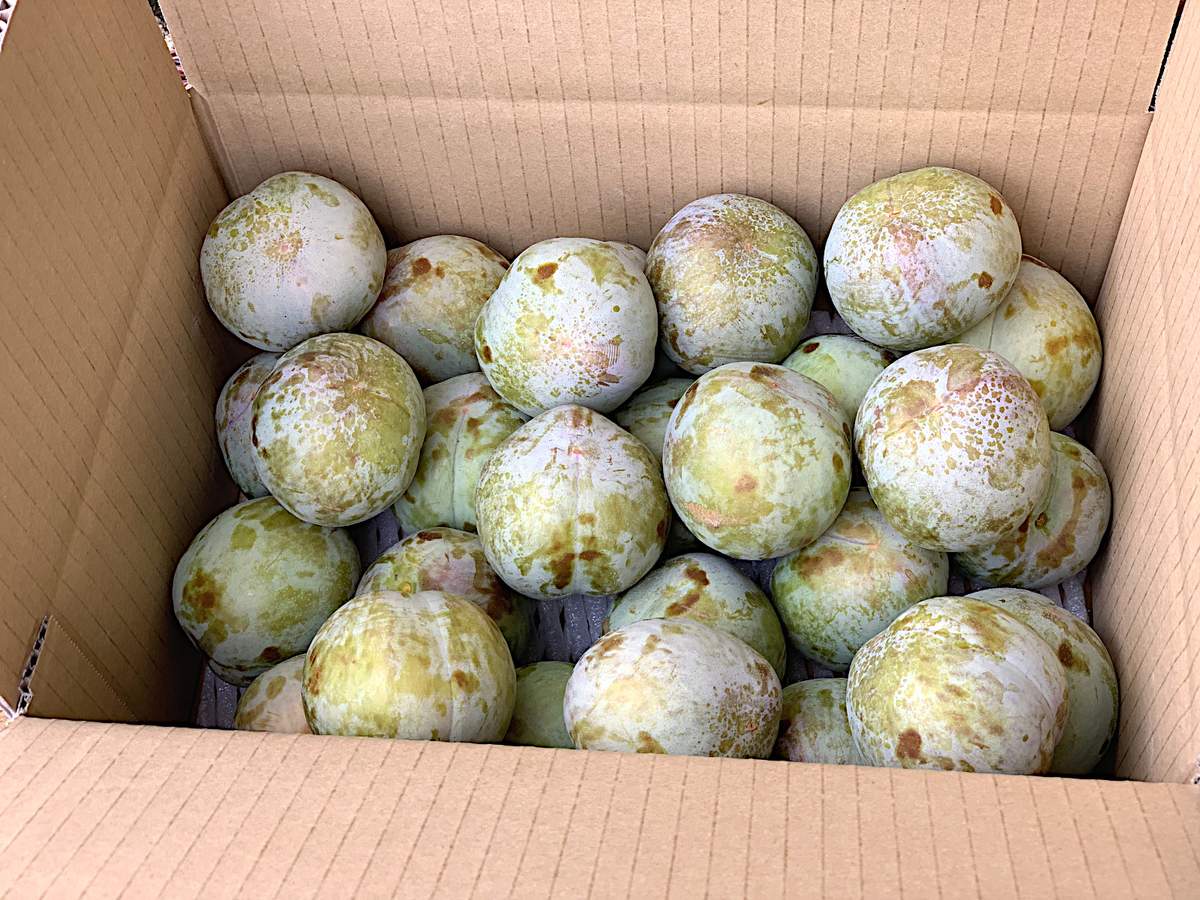 プラム ソルダム 秀品 3Kg | 高丘フルーツ web