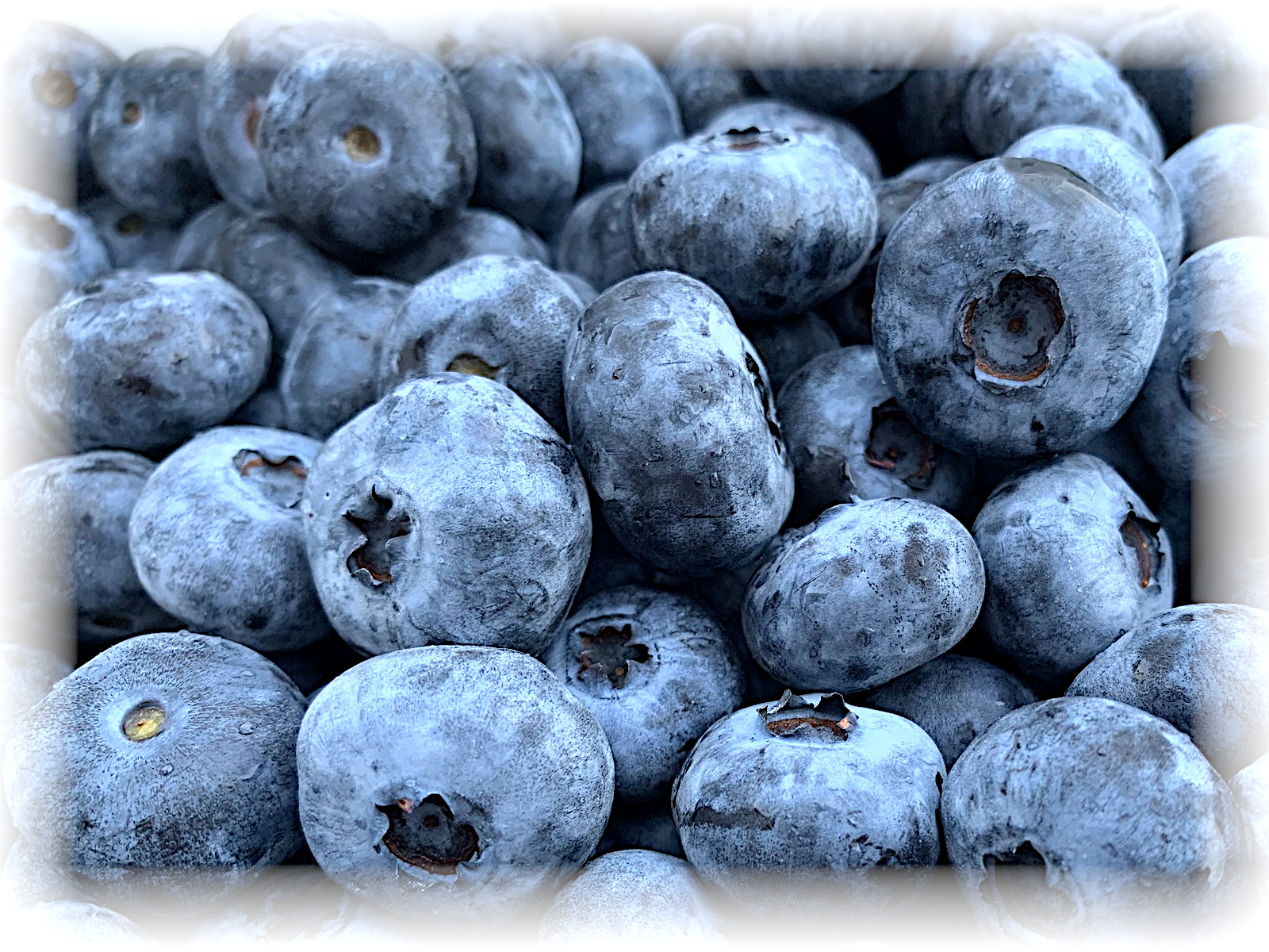 超大粒ブルーベリー チャンドラー １kg 高丘フルーツ ｗｅｂ