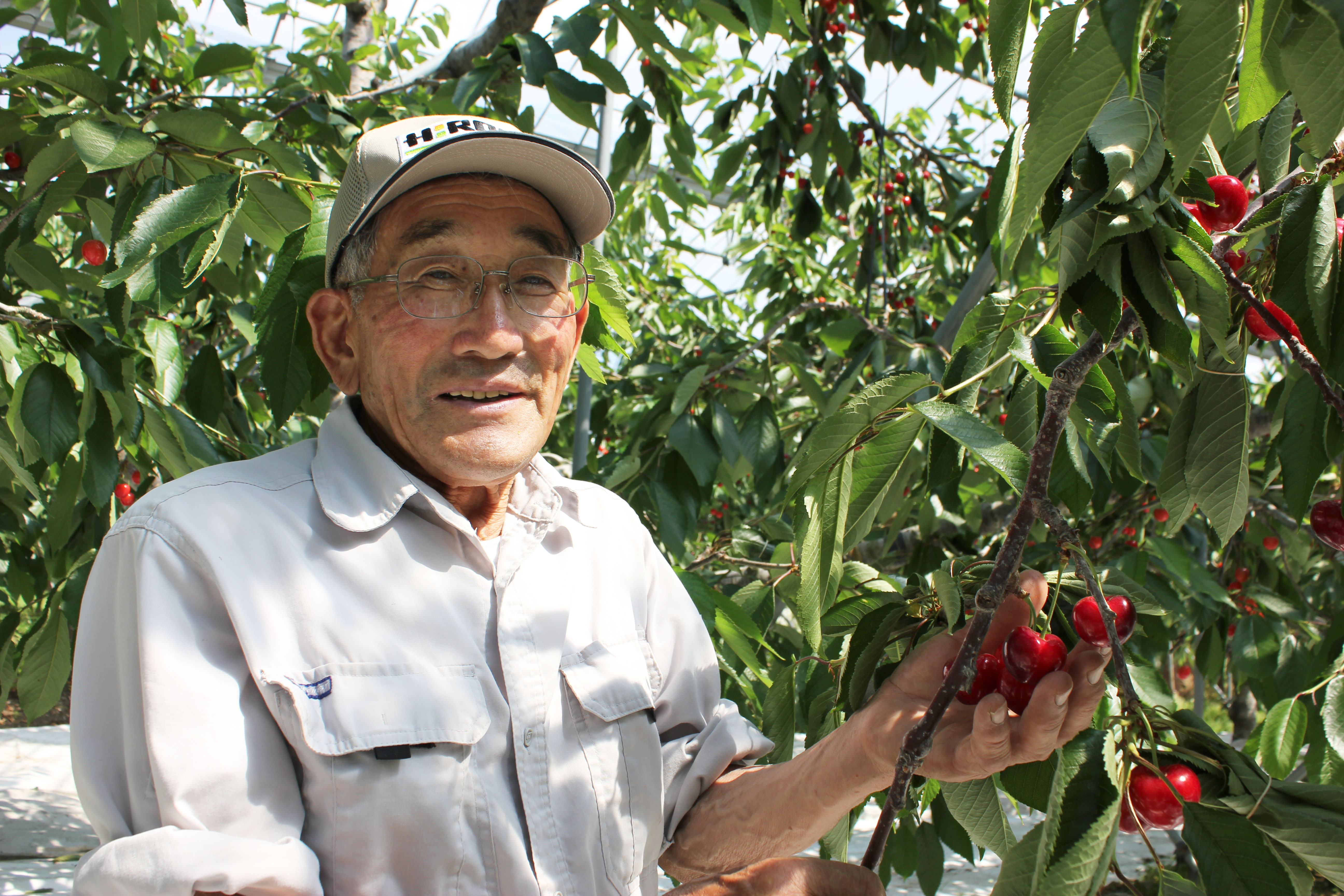 数量限定】ジュノハート3Lサイズ 化粧箱 15粒入り | RABオンライン