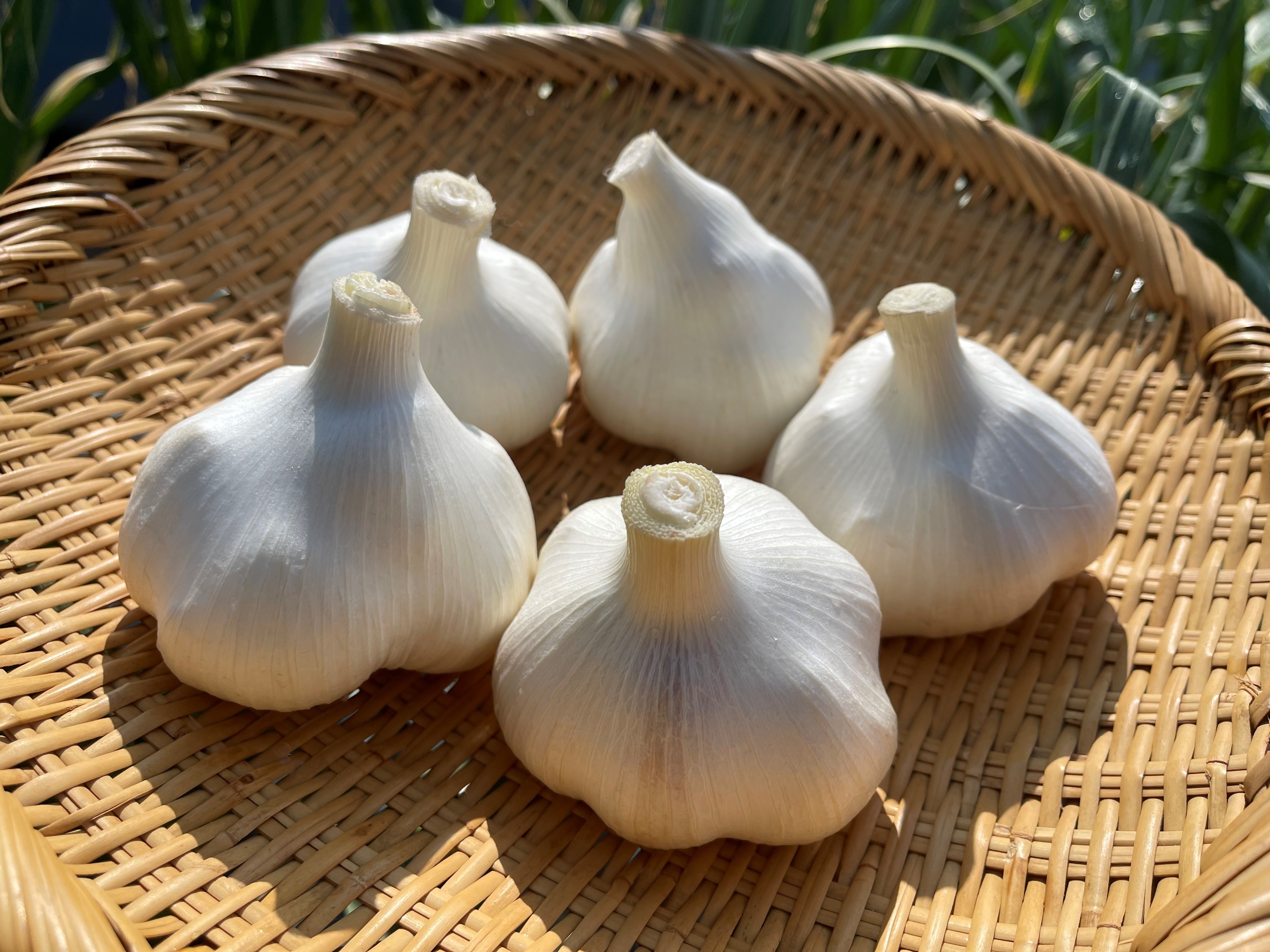 生ニンニク　5kg（令和７年収穫） 生ニンニク 5kg（令和7年収穫） - メルカリ