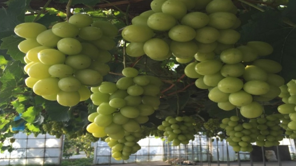 シャインマスカット1房・化粧箱入り（3L秀品） | RABオンラインショップ