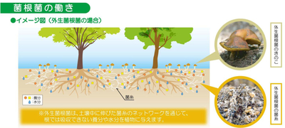 炭と菌根でよみがえる松 炭と菌根でよみがえる松