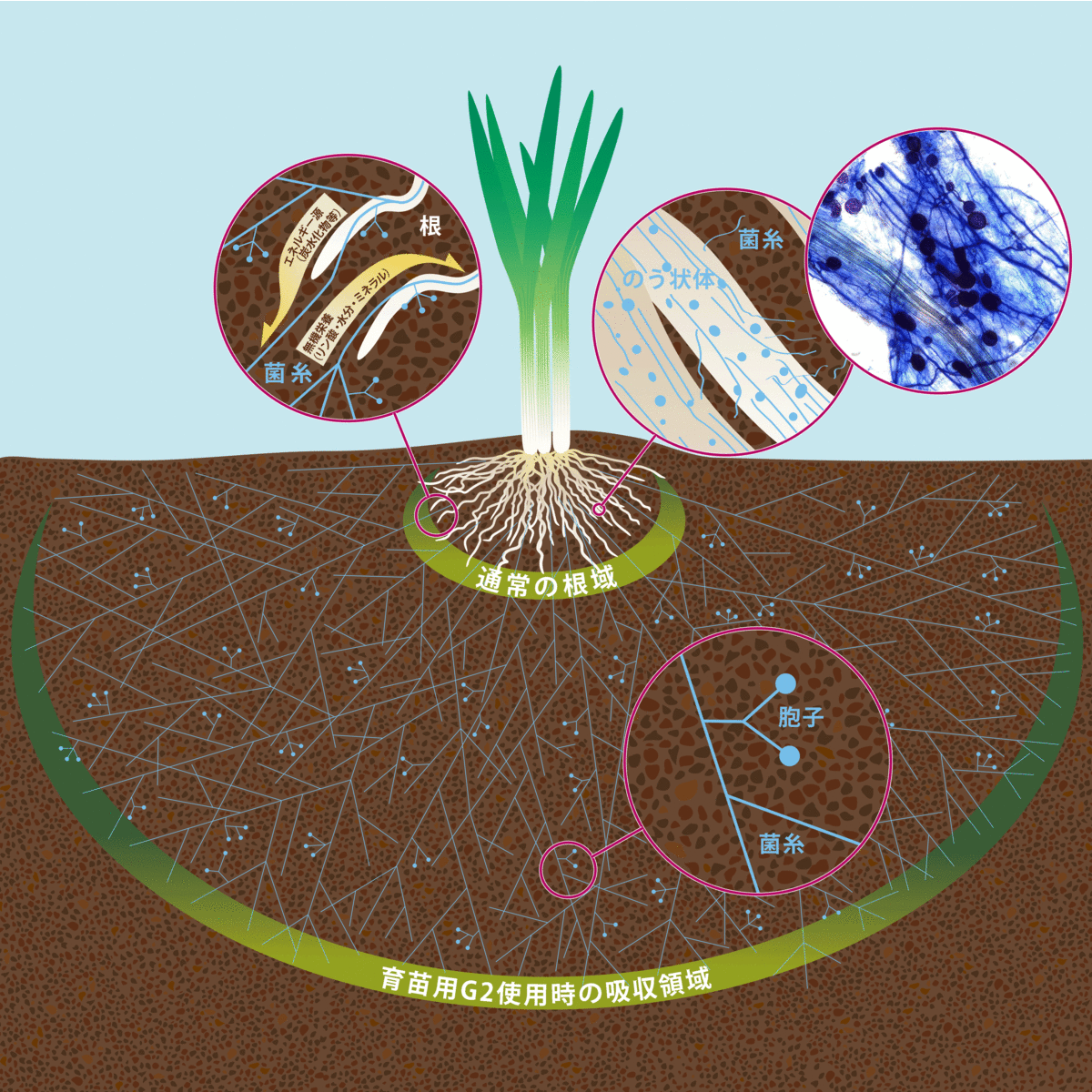 菌根菌『育苗用G2』5kg | 松本微生物研究所ショップ
