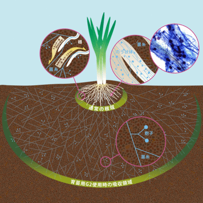 菌根菌の説明図