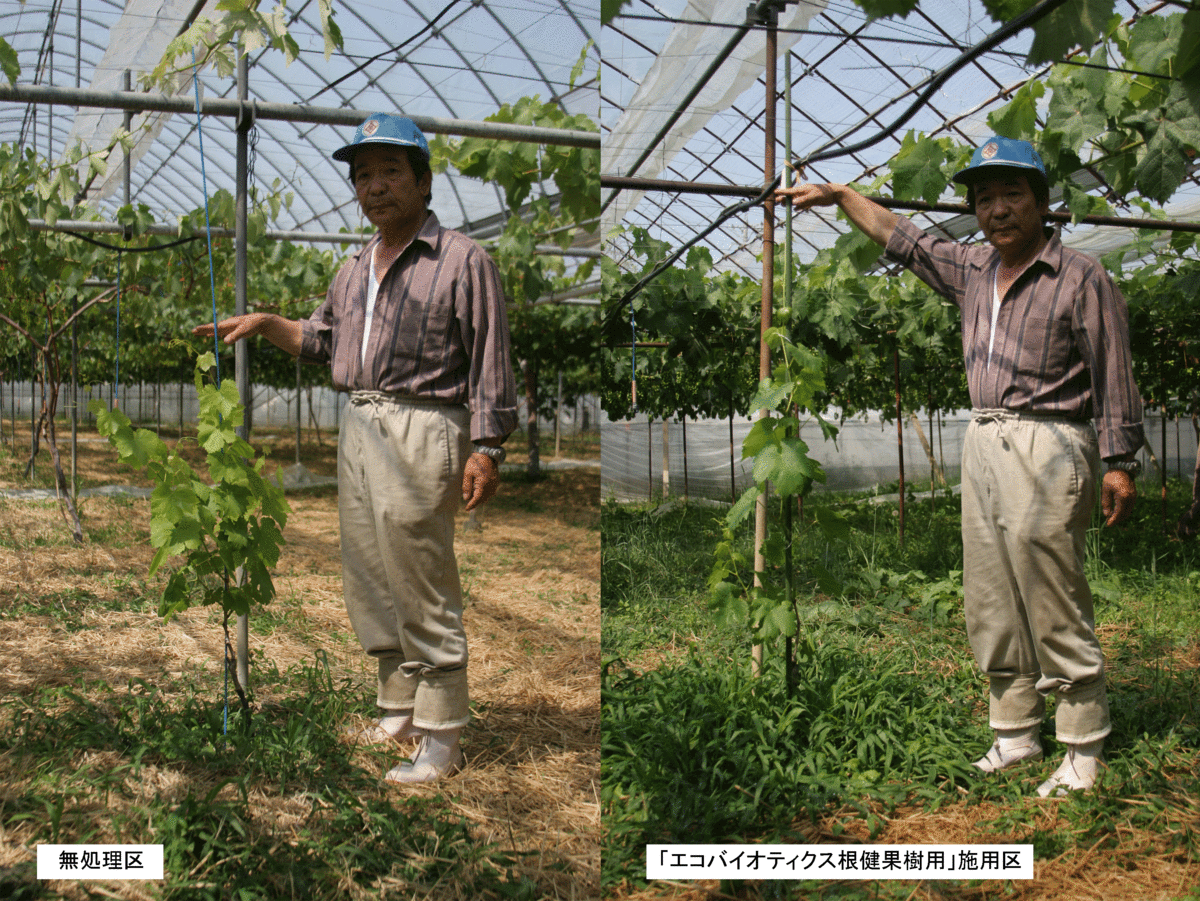 エコバイオティクス根健 果樹用 18L | 松本微生物研究所ショップ