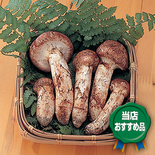 北海道 松茸 400g ④ ふぞろい松茸・250g詰 | 田村りんご店