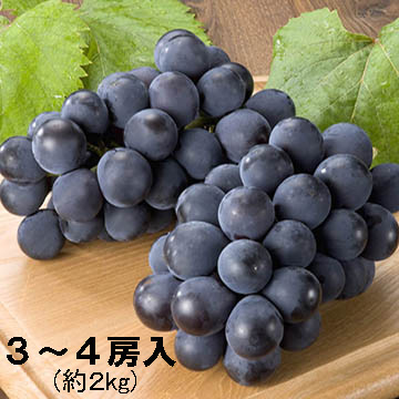ぶどう 大粒 種なし高尾 たかお 田村りんご店