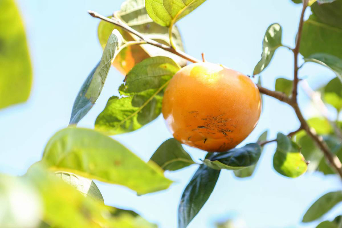 キズ有り家庭用太秋柿 10kg箱入り(20玉前後)-10月中旬より収穫後順次