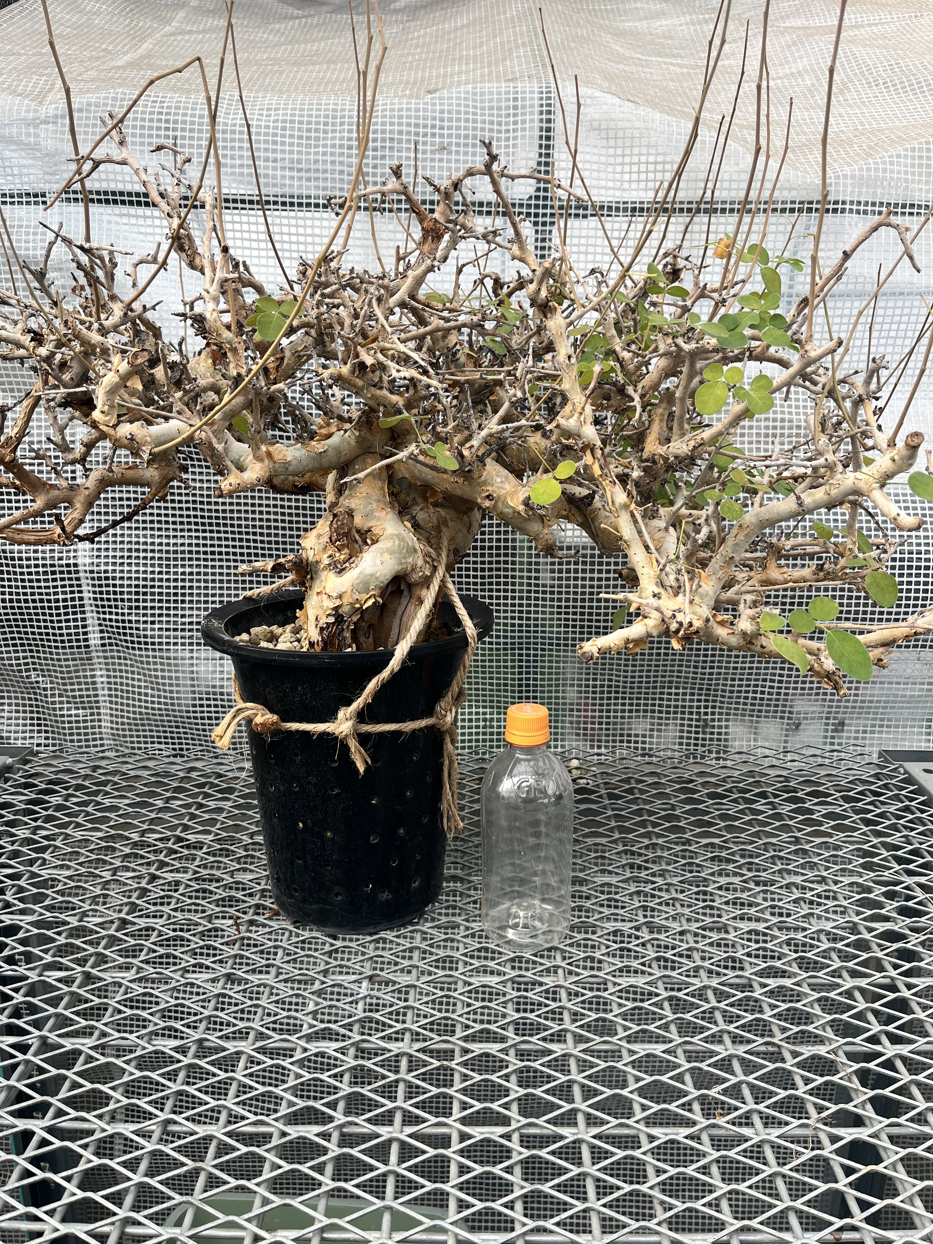 発根済 良型 コミフォラ　ストックシアナ　灌木 Commiphora stocksiana(コミフォラ ストックシアナ) × N/OH