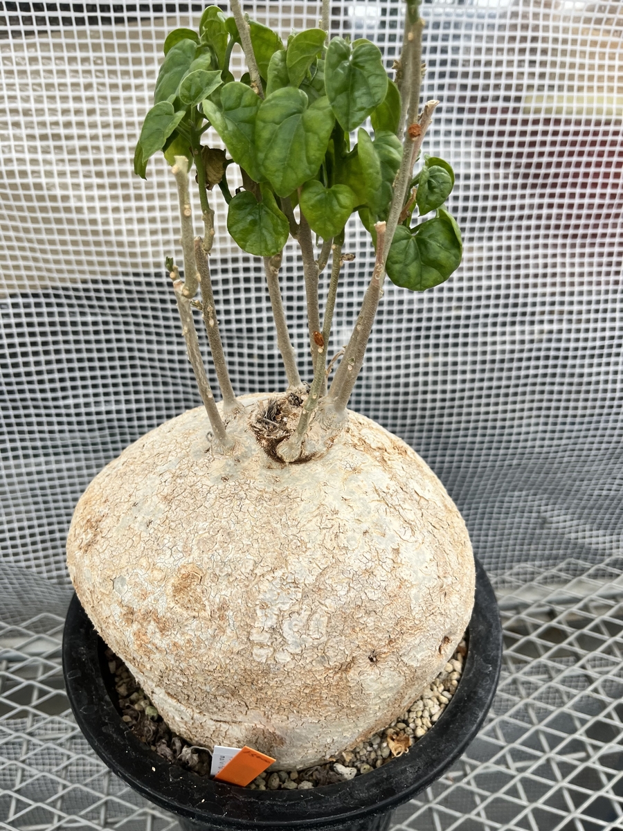 ピレナカンサ マルビフォリア Pyrenacantha malvifolia