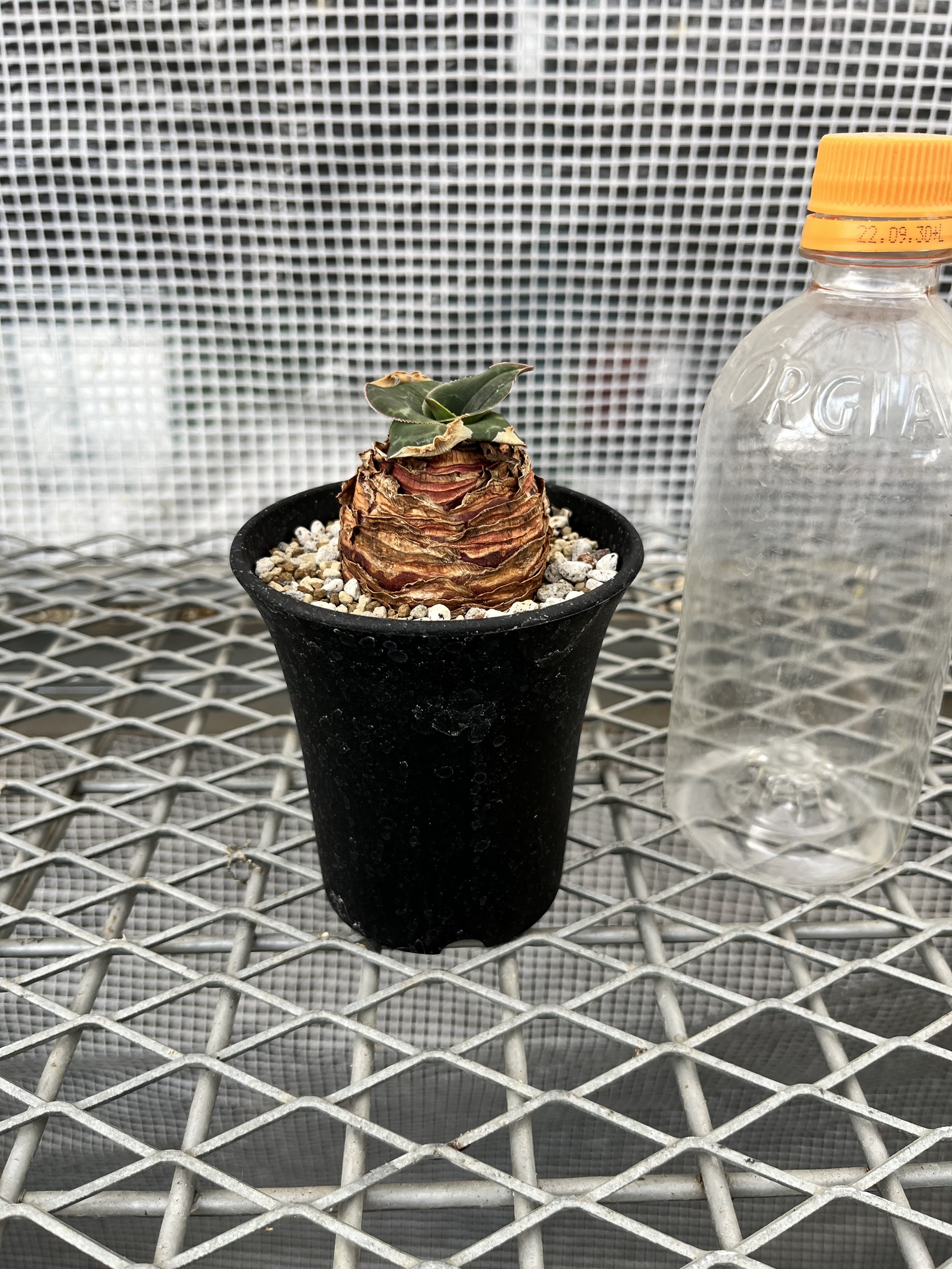 レデボウリア オバティフォリア② | X−PLANTS