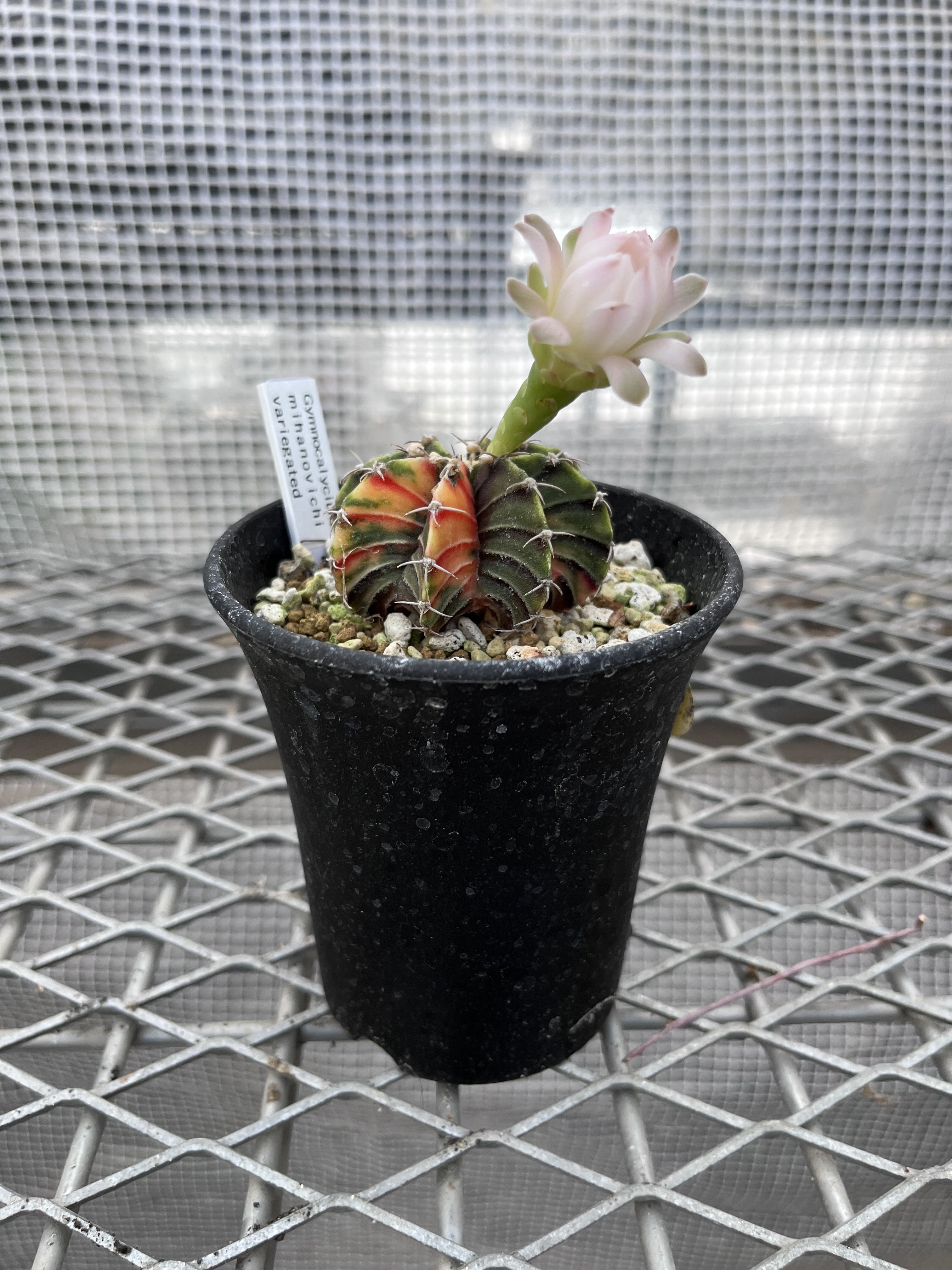 ギムノカリキウム ミハノビッチ斑入り⑤ | X−PLANTS