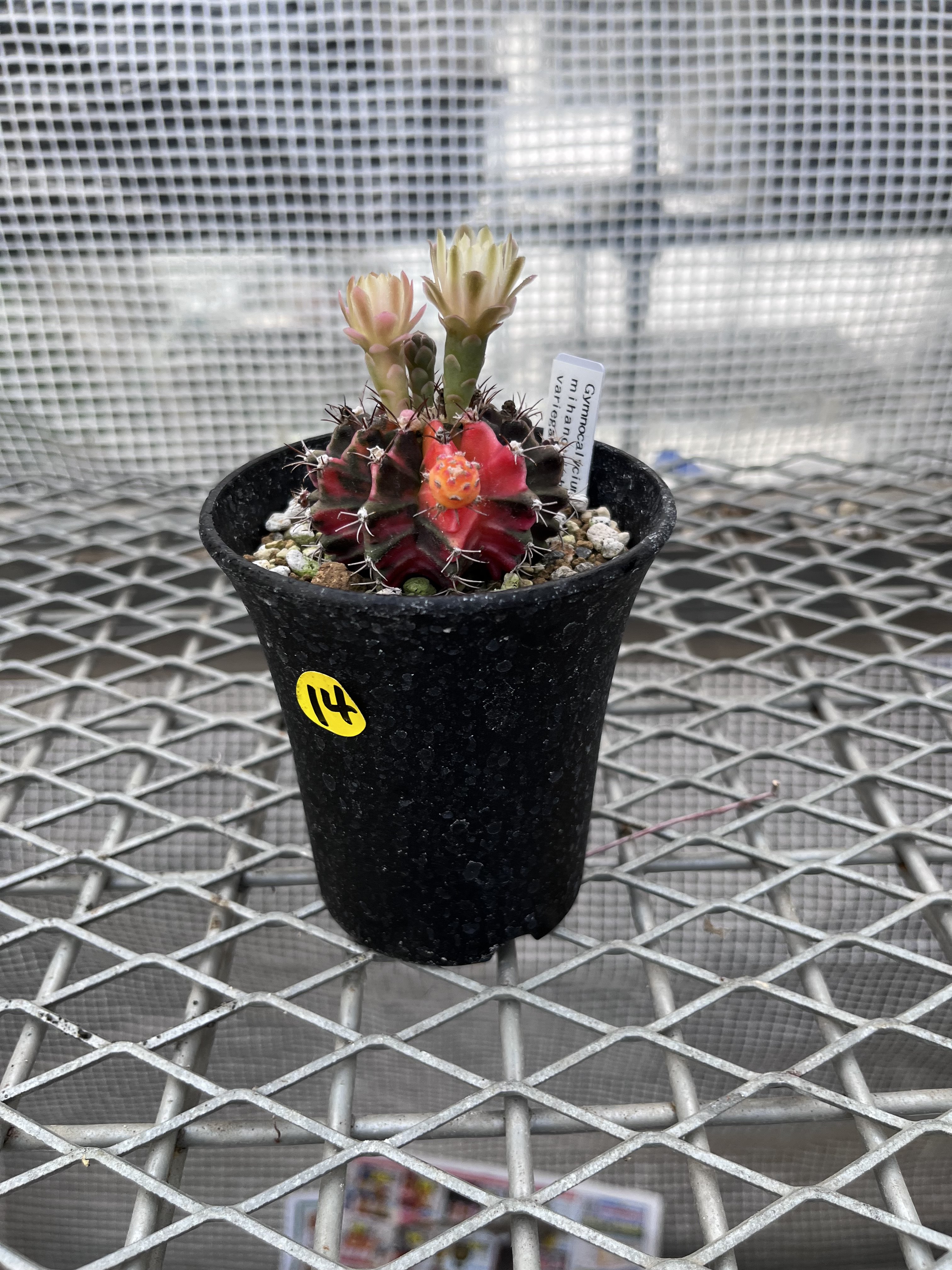 ギムノカリキウム ミハノビッチ斑入り⑥ | X−PLANTS
