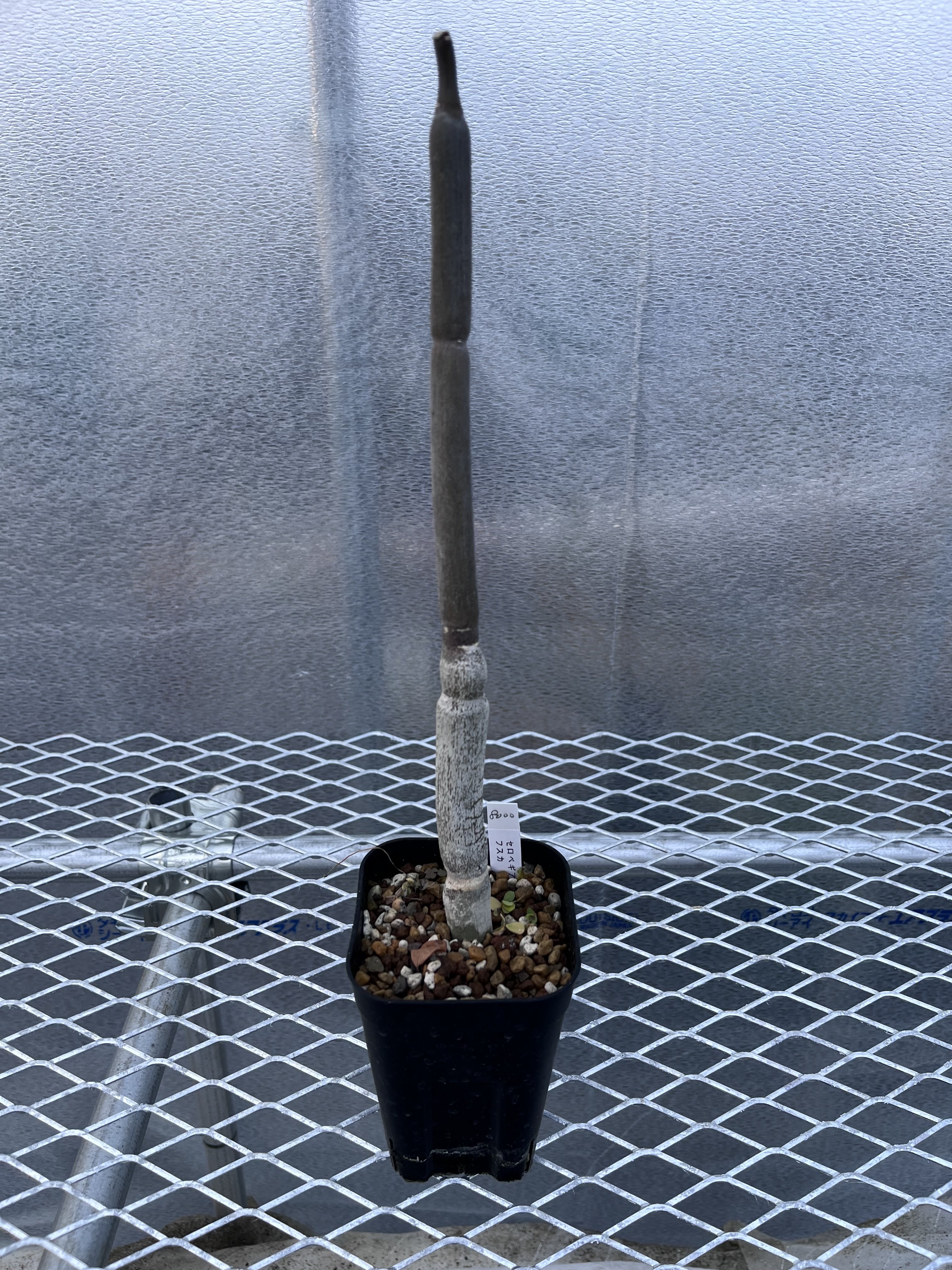 セロぺギア フスカ セロペギア フスカ① | X−PLANTS