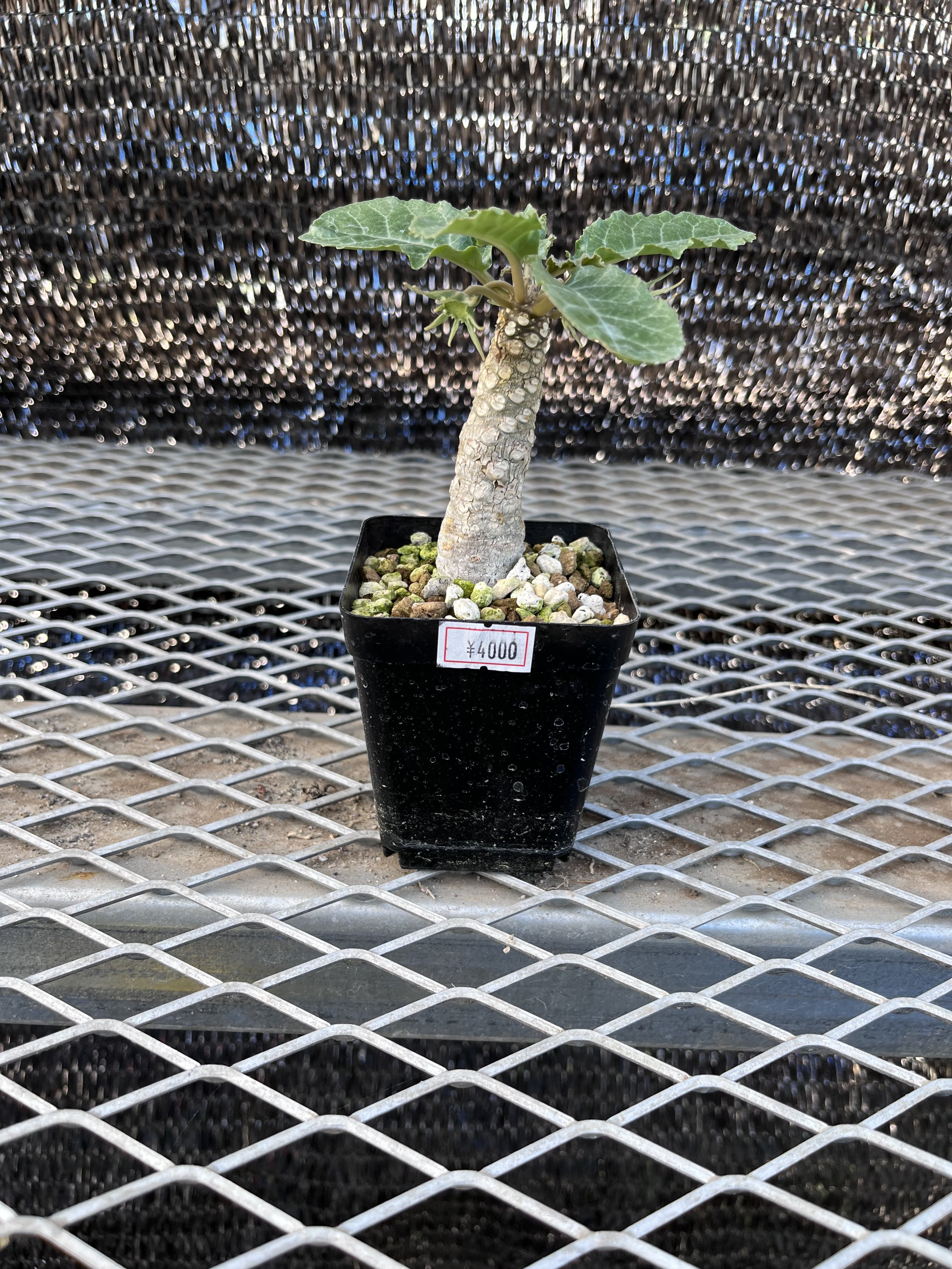 ドルステニア ホルウッディ① | X−PLANTS