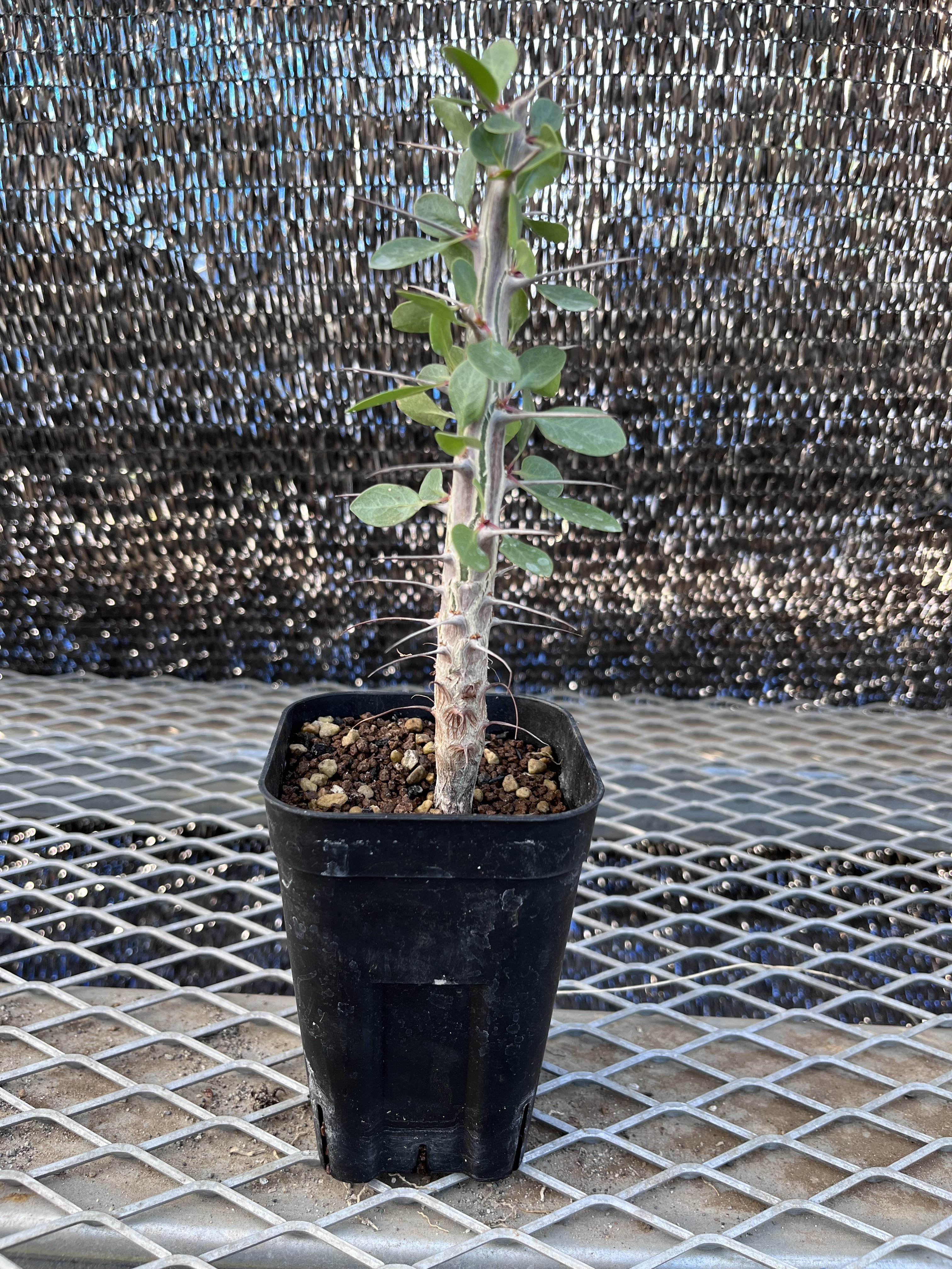 フォークイエリア ディグエッティ① | X−PLANTS