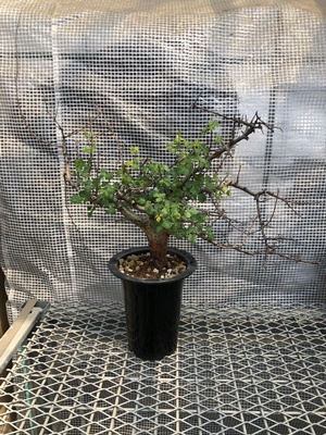 コミフォラ シクロフィラ② | X−PLANTS