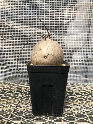 ユーフォルビア・イポメア ボルジアーナ】 現地球発根活着済み