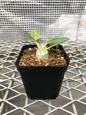 パキポディウム エニグマチカム実生① | X−PLANTS