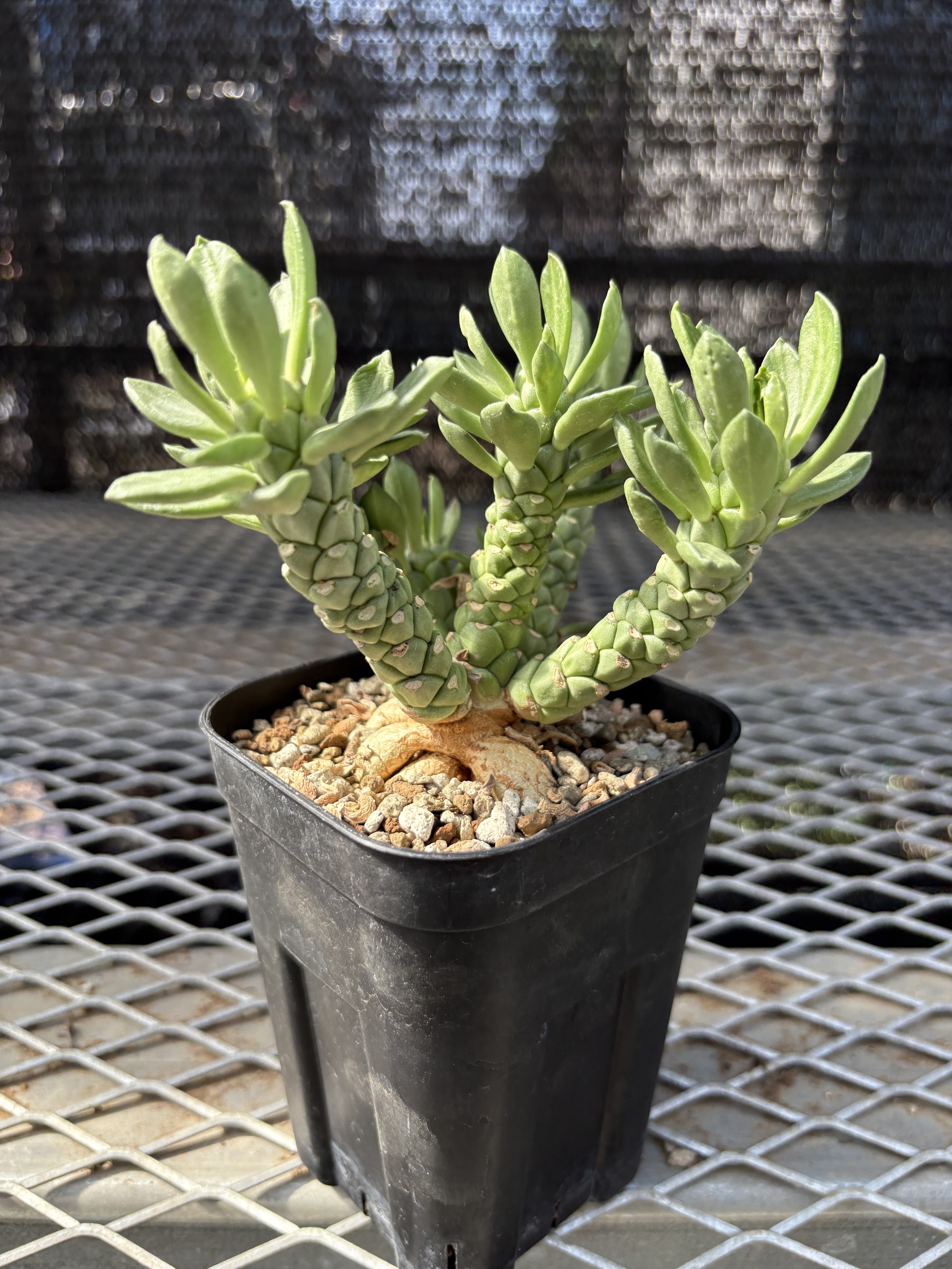 ユーフォルビア ルガルディ② | X−PLANTS