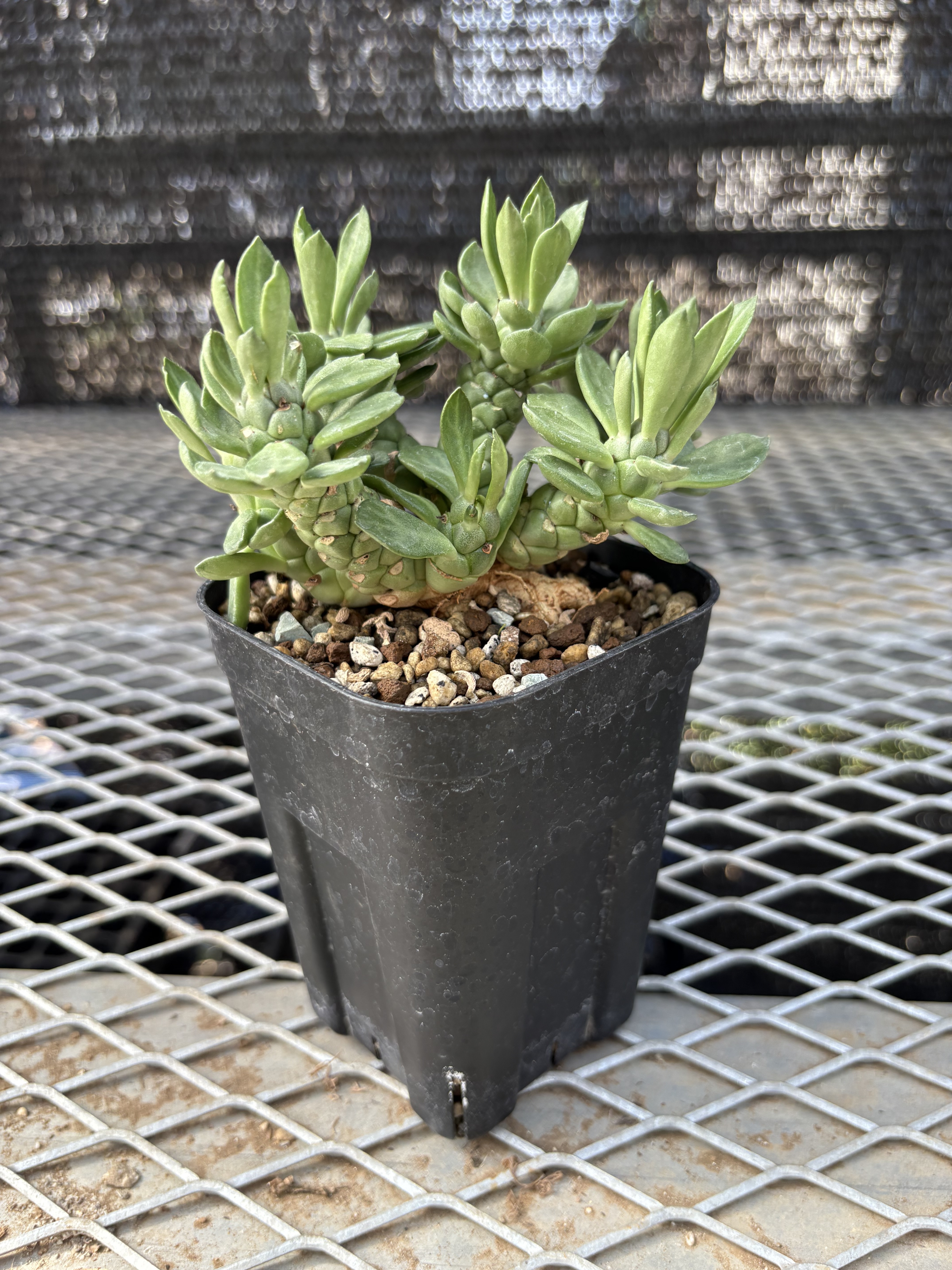 ユーフォルビア ルガルディ① | X−PLANTS