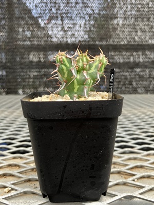 ユーフォルビア カリサナ 実生 大株 塊根植物 夏型 コーデックス 現品限り】ユーフォルビア・カリサナ【V46】 Euphorbia kalisana