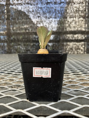 ユーフォルビア ファンシャウェイ① | X−PLANTS