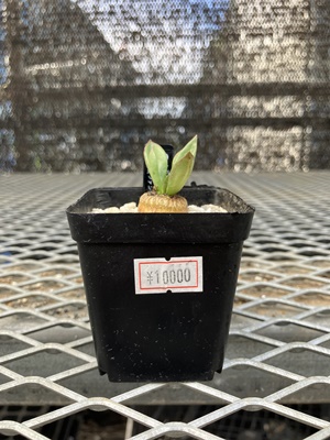 ユーフォルビア ファンシャウェイ② | X−PLANTS