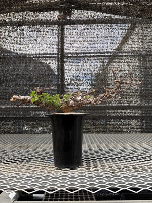 コミフォラ エイル② | X−PLANTS