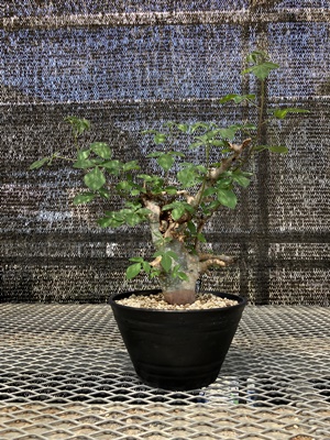 コミフォラ アフリカーナ② | X−PLANTS