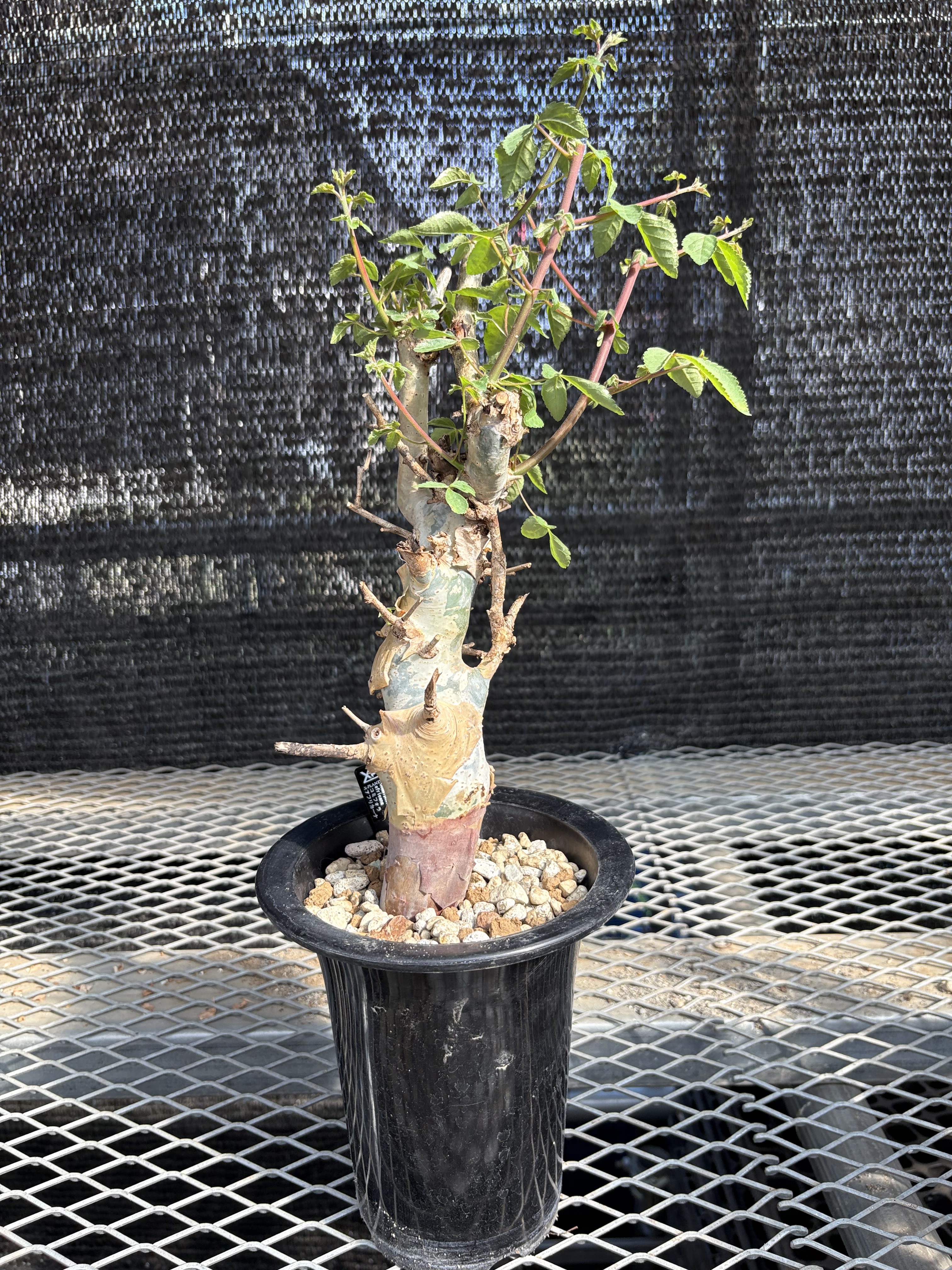 コミフォラ　アフリカーナ コミフォラ アフリカーナ④ | X−PLANTS
